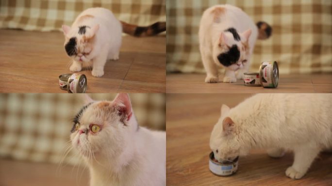 猫 猫粮 宠物食品