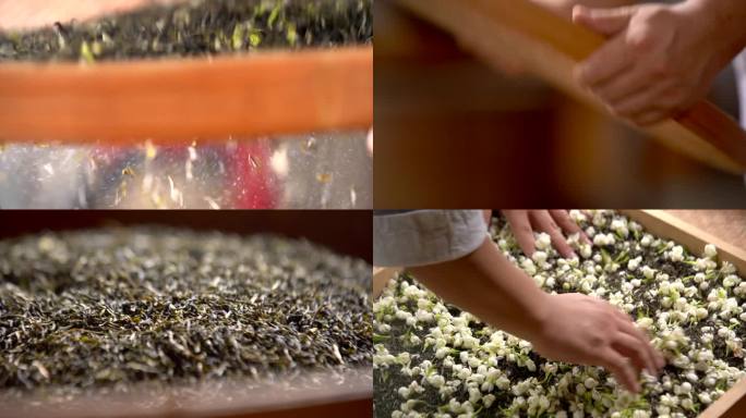 茉莉花茶窨制制作工艺 平抖蹚拜烘窨提