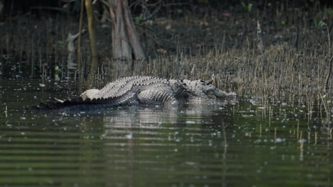 孙德尔本斯红树林中的沼泽鳄鱼