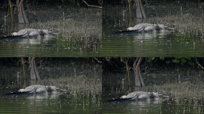 孙德尔本斯红树林中的沼泽鳄鱼