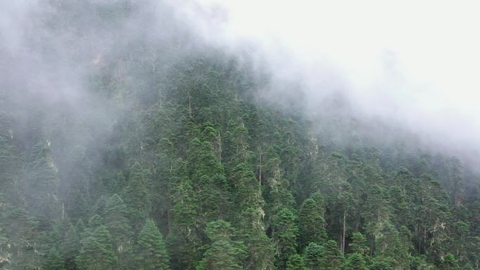 西藏林芝南迦巴瓦那拉措湖经幡雪山高山草甸