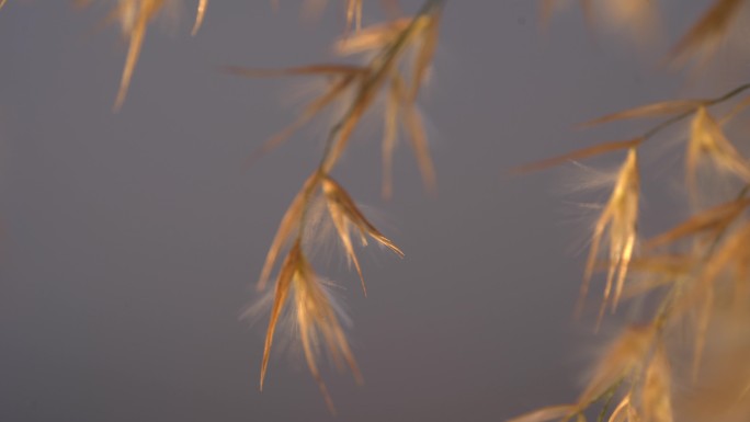 梦幻芦苇空镜特写