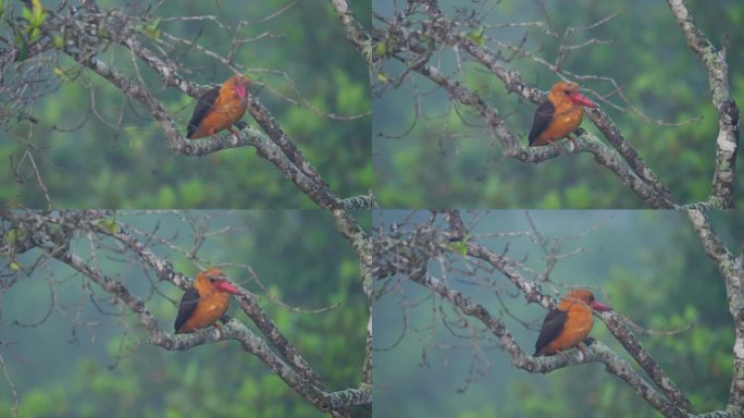 印度孙德尔本斯红树林中的褐翅翠鸟