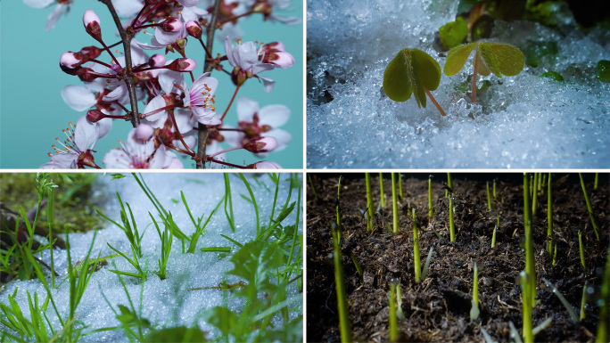 惊蛰雨水万物复苏冰雪融化种子发芽万物生长