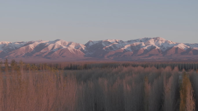 4K雪山 落叶 森林 灌木丛 夕阳 朝阳