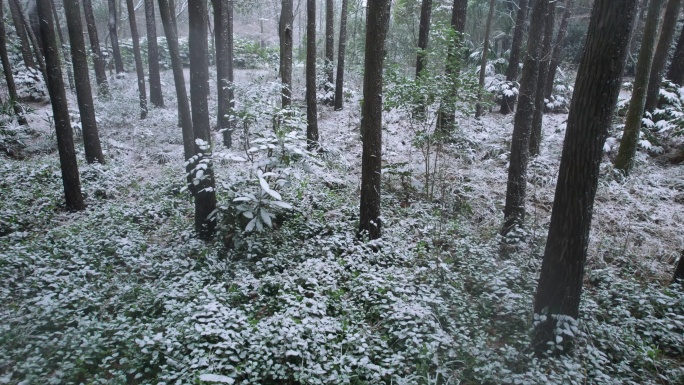 森林中的雪景航拍