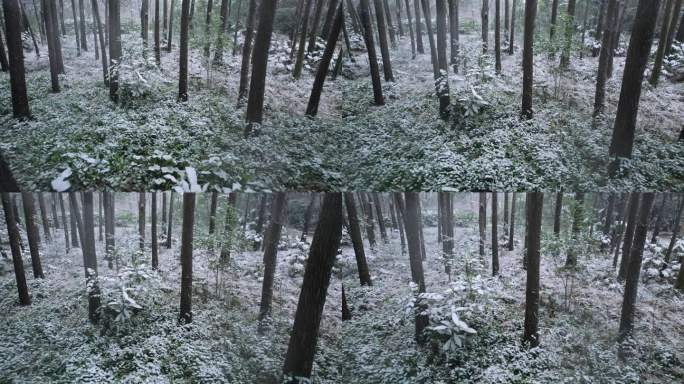 森林中的雪景航拍