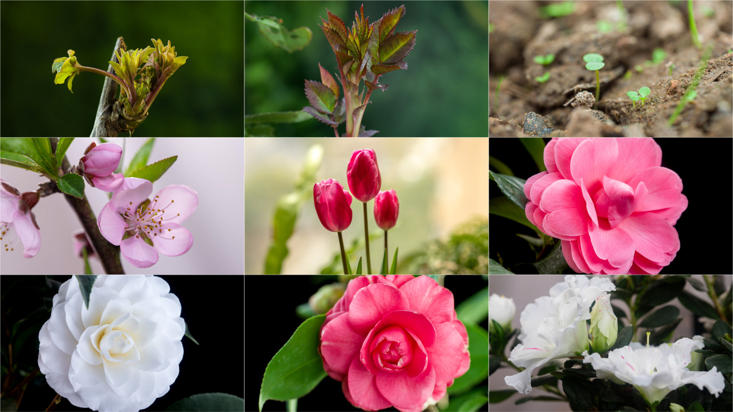 春天花开锦集 郁金香桃花樱花茶花杜鹃发芽