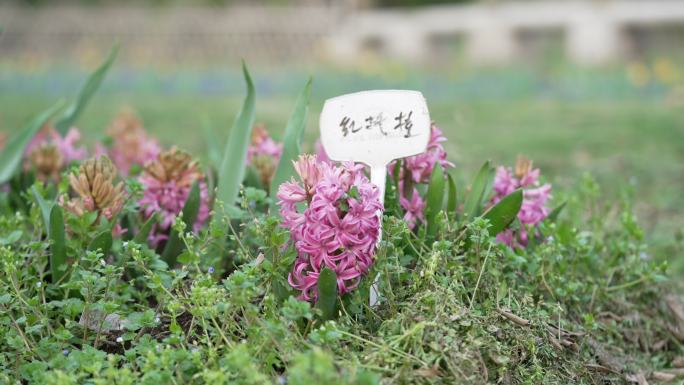 风信子花朵细节特写花卉园林