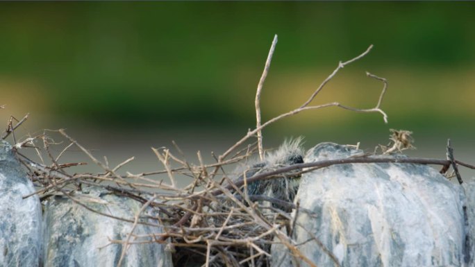 一只美丽的灰鹭(Ardea cinerea)小鸡在他的巢里