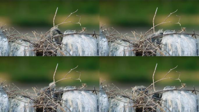 一只美丽的灰鹭(Ardea cinerea)小鸡在他的巢里