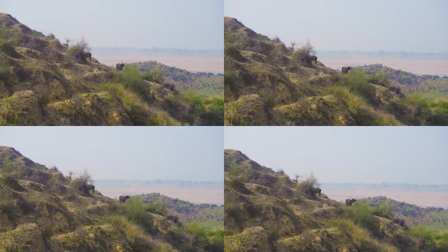水牛在印度中央邦拉贾斯坦邦莫雷纳多尔普尔比哈德半干旱的沼泽景观的昌巴尔河谷吃草