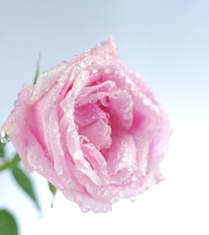 香槟玫瑰鲜花有水滴落意境广告
