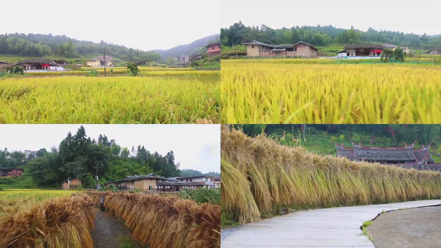 稻谷丰收田地水稻