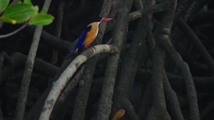 印度孙德尔本斯红树林中的黑冠翠鸟