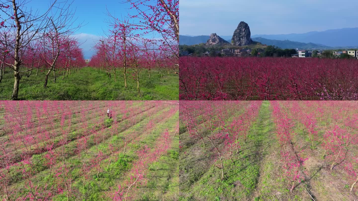 航拍桃花林春天桃花花开鹰嘴桃树苗乡村振兴