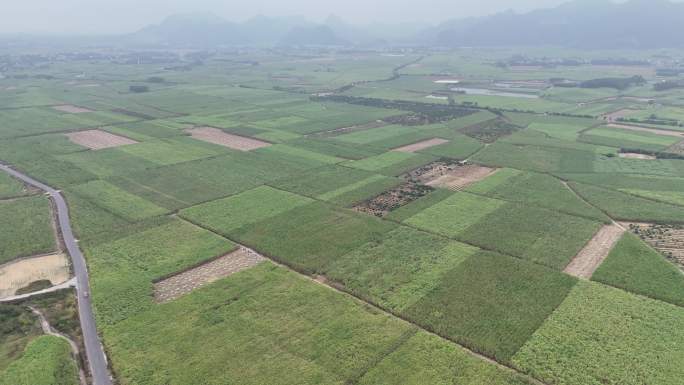 广西来宾甘蔗地砍甘蔗一大片甘蔗地4k航拍