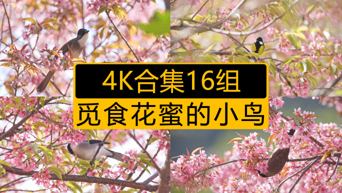 4K合集升格常速觅食樱花蜜的小鸟共16组