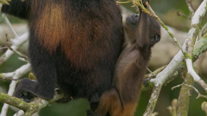 在妈妈的保护下，饥饿的小吼猴正在哥斯达黎加热带雨林的新鲜树叶上觅食