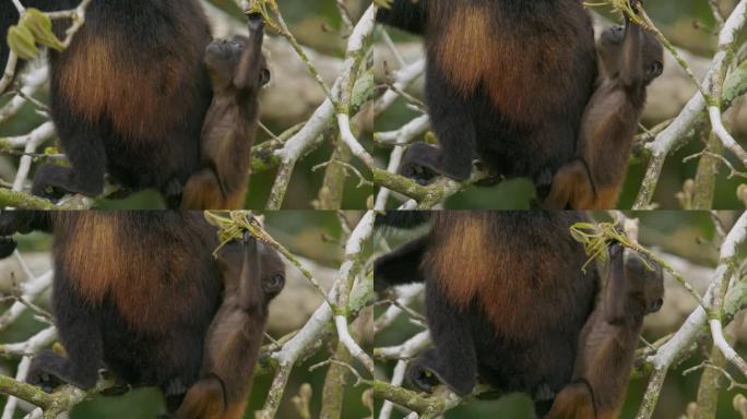 在妈妈的保护下，饥饿的小吼猴正在哥斯达黎加热带雨林的新鲜树叶上觅食