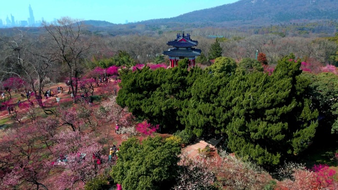 4K南京明孝陵景区石象路梅花山观梅轩航拍