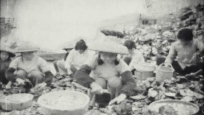 广东南海牡蛎养殖 60年代 70年代