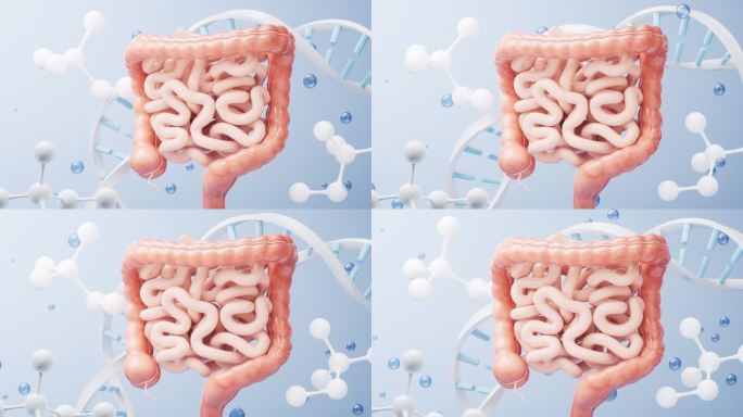 内脏器官肠道生物科技医学概念3D渲染