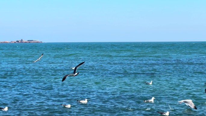 青岛极地海洋海鸥