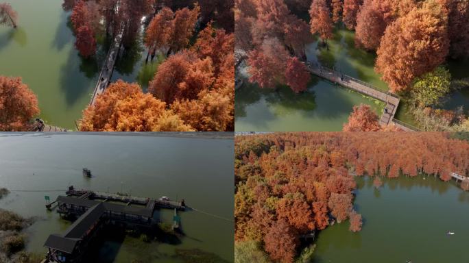 青山湖水上森林