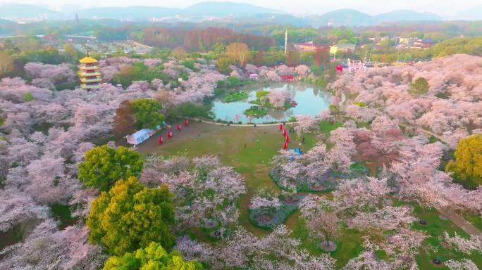 湖北武汉东湖樱花园春季风光