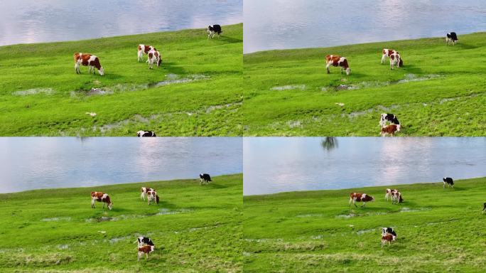 草原河边的奶牛（呼伦贝尔）
