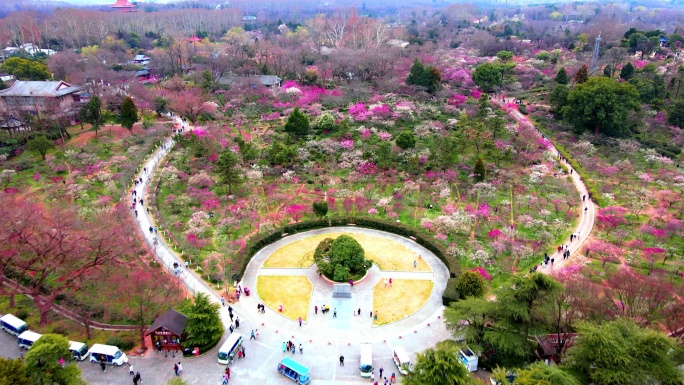 4K南京明孝陵景区石象路梅花山人流航拍