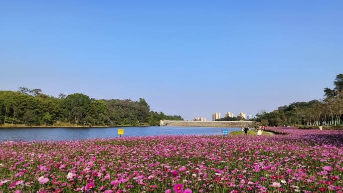 波斯菊 花海 花田 格桑花