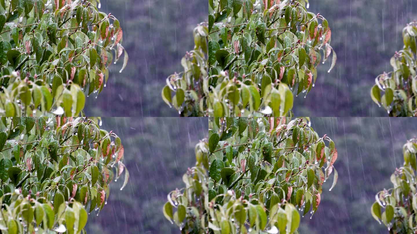 冰雨冻雨寒冷