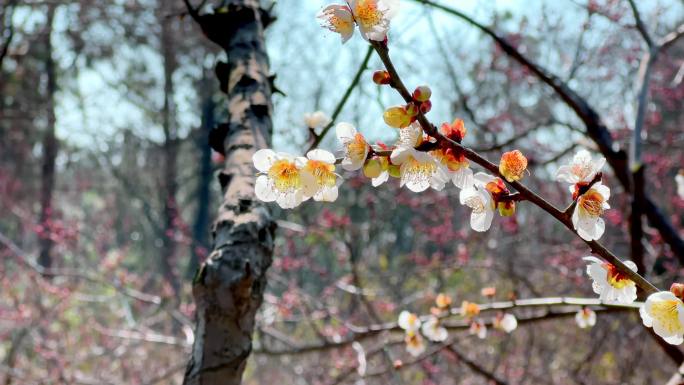 4K高清南京梅花山蜜蜂在盛开的梅花上采蜜