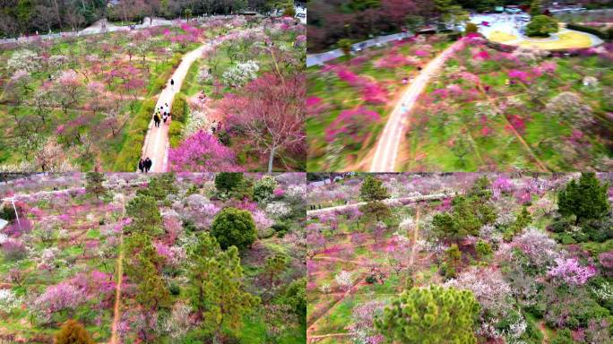 4K南京明孝陵景区石象路梅花山观梅轩航拍