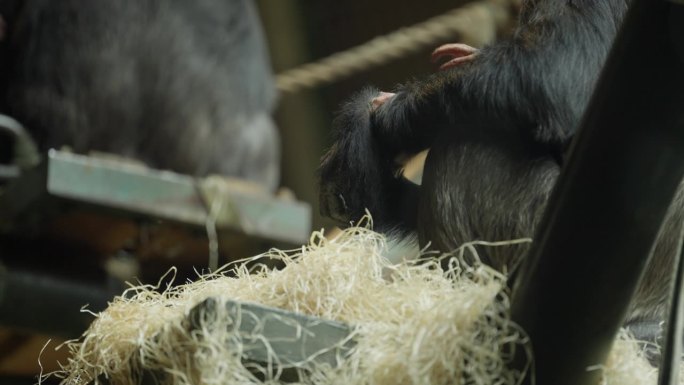动物园里，濒临灭绝的西部黑猩猩宝宝手拉着坐在干草栖息地的母亲。