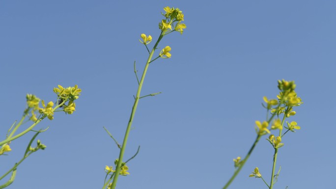 春天油菜花蜜蜂