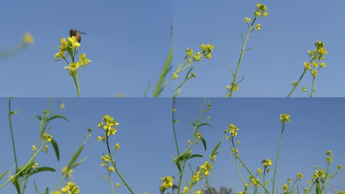 春天油菜花蜜蜂