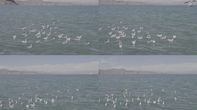 最美西藏 班公湖 海鸥 4k
