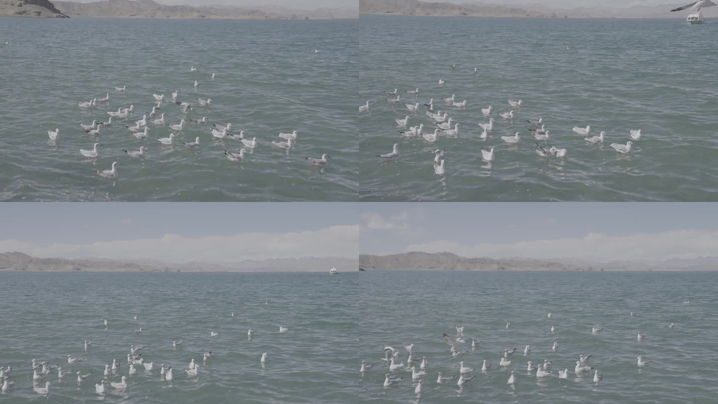 最美西藏 班公湖 海鸥 4k