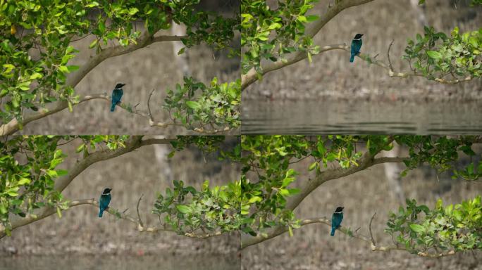 印度孙德尔本斯红树林中的领羽翠鸟