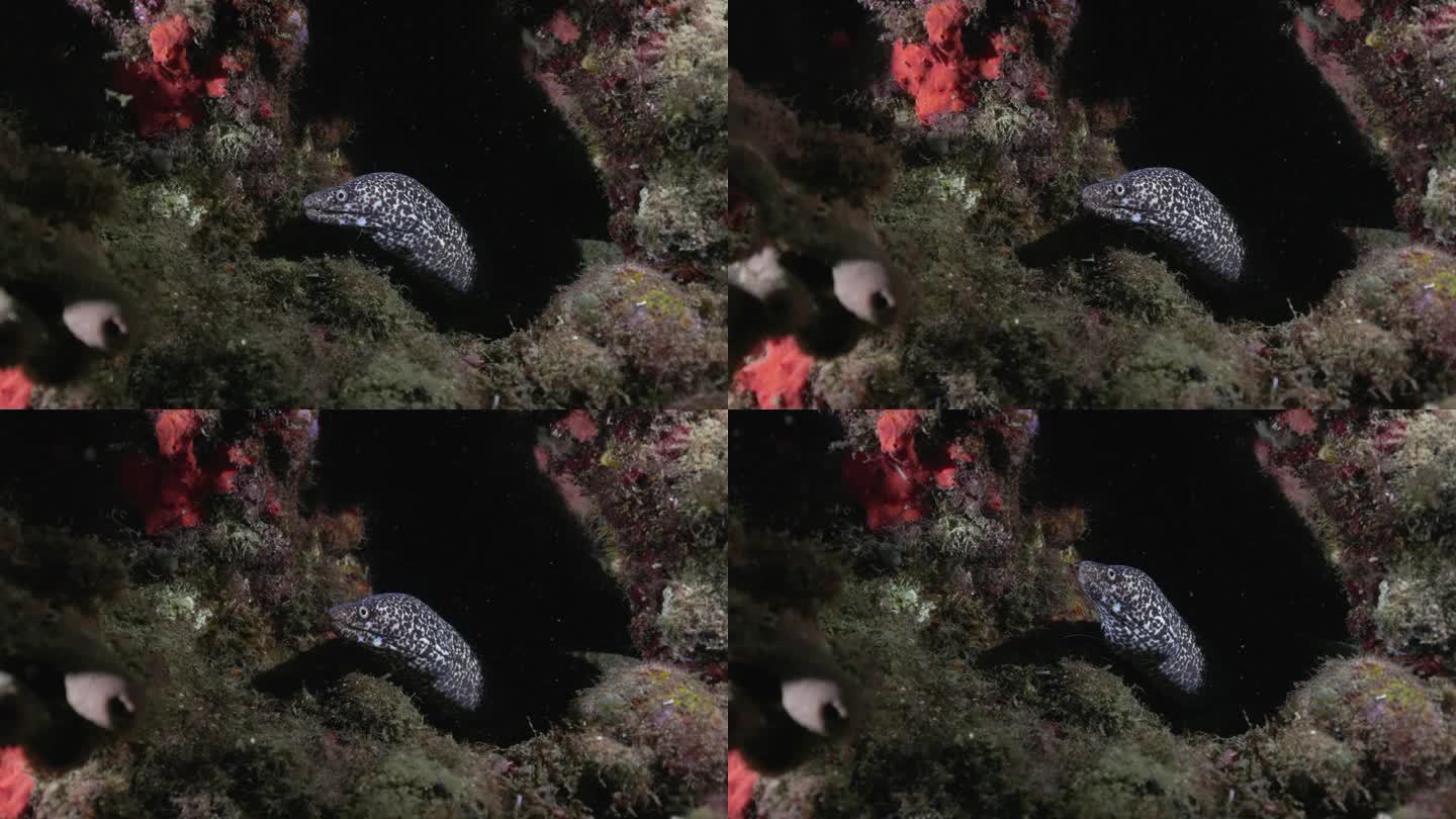 一只漂亮的斑点海鳗从它的洞穴里出来检查相机。用佳能R5 4K相机拍摄。