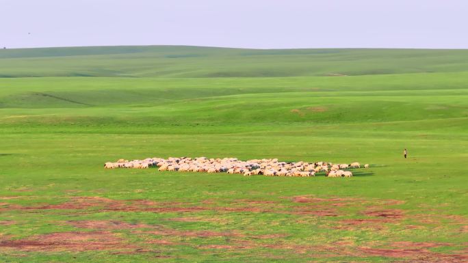 航拍呼伦贝尔草原羊群