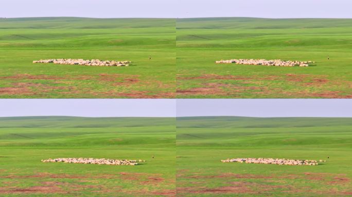 航拍呼伦贝尔草原羊群
