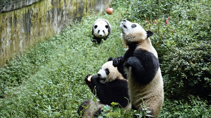 钓猫（喂熊猫）