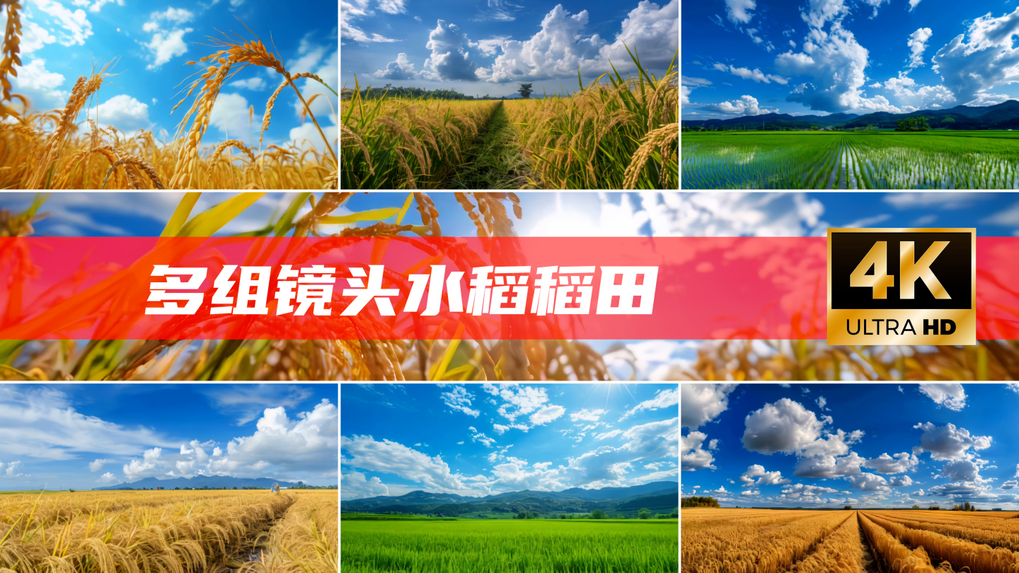 粮食丰收稻田乡村水稻米饭农业稻谷大米