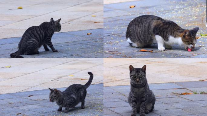 午后公园流浪猫休闲的猫