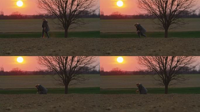 日落时，怀孕的农艺师在野外光秃秃的树上检查土壤的SLO MO锁定镜头