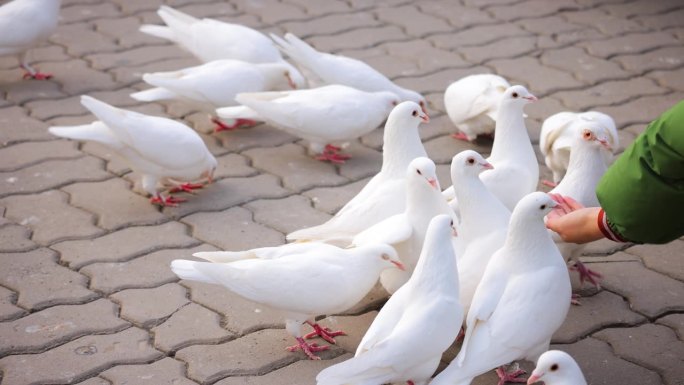 鸽子吃鸟喂食休闲度假白色纯洁